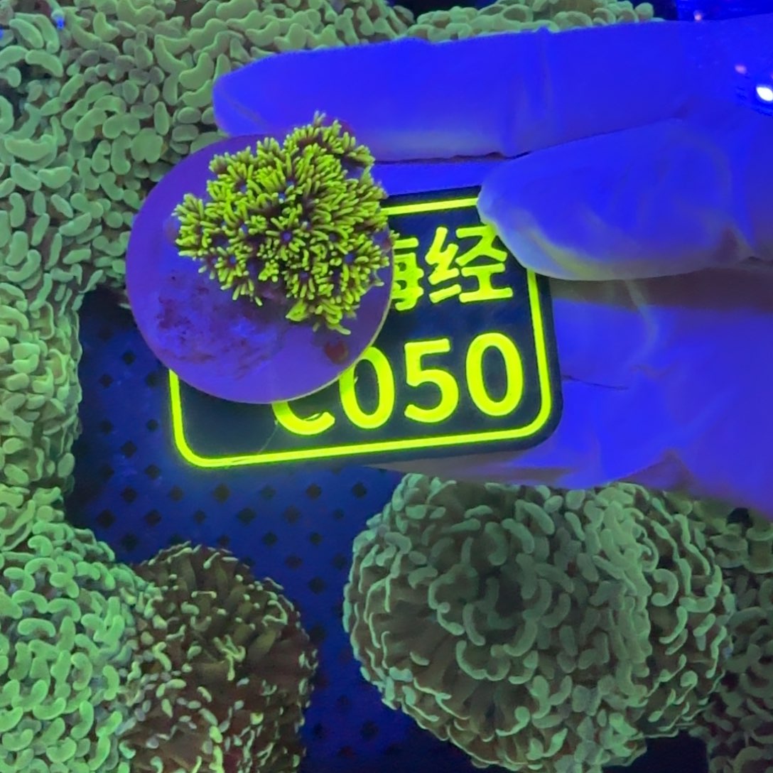 相***心纽扣珊瑚晓晓不包邮草皮C050