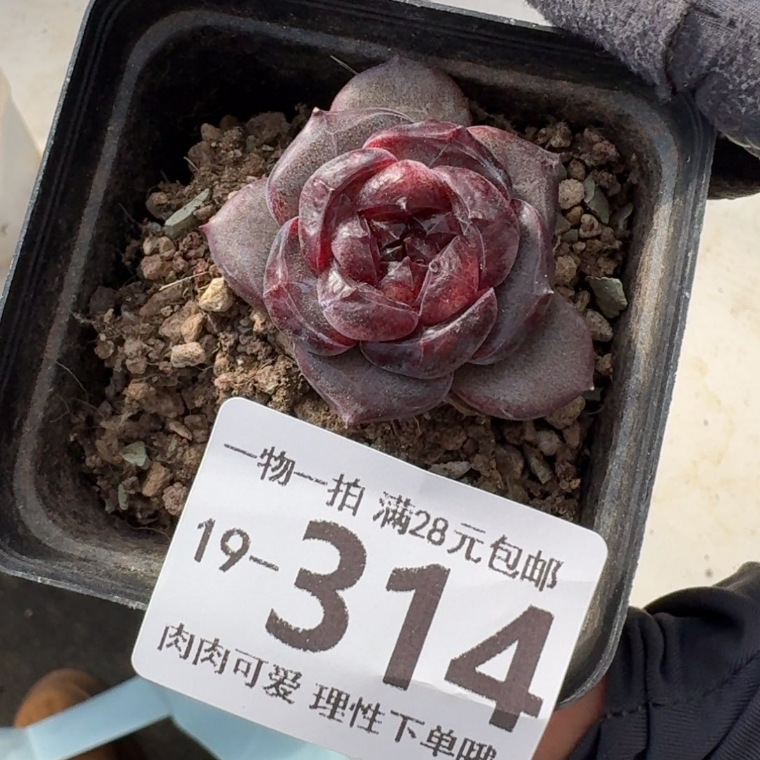 黑羽无盆土发货无
