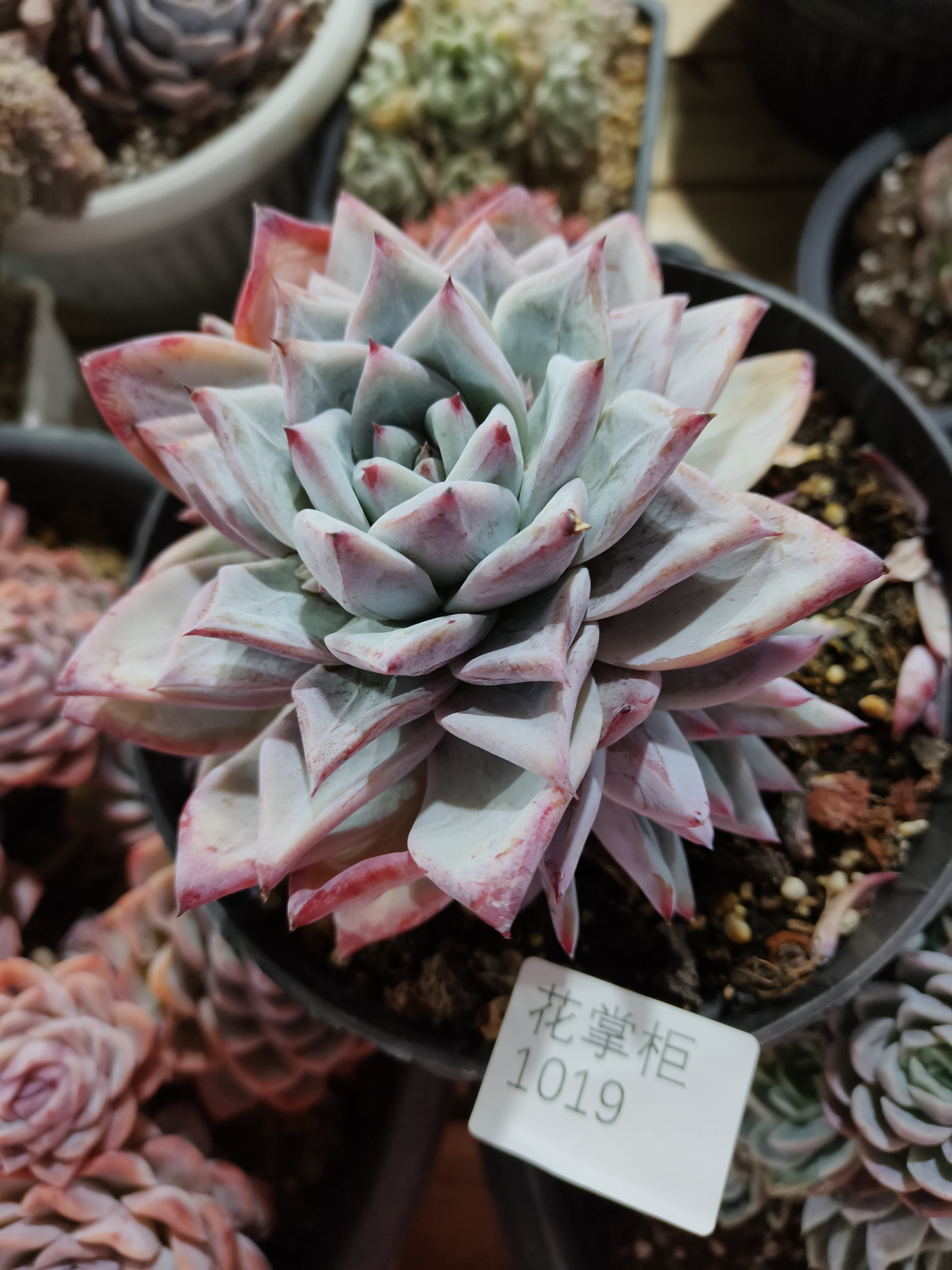 1019花掌柜精品杂交多肉