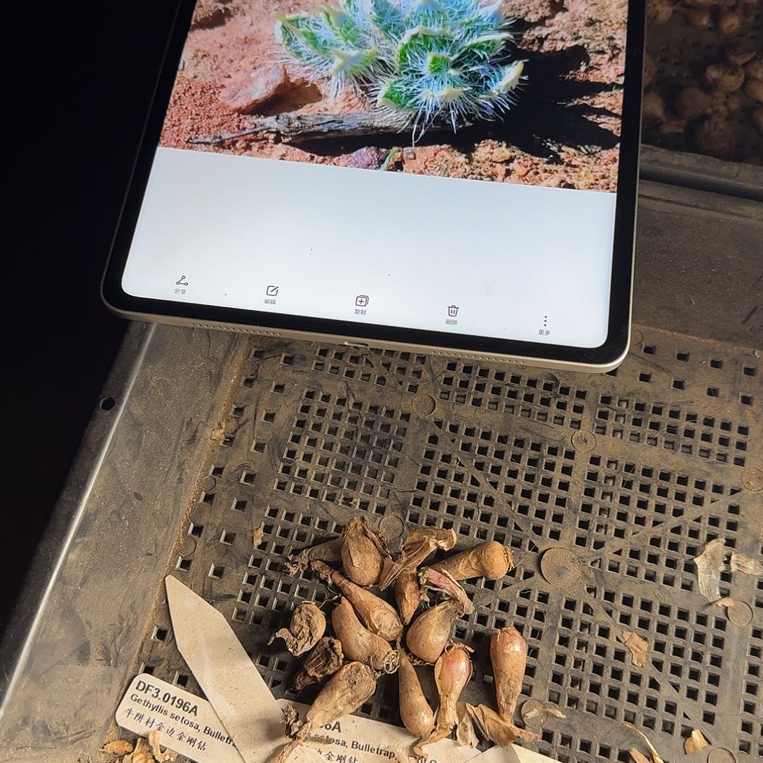 金刚钻残破球一组9