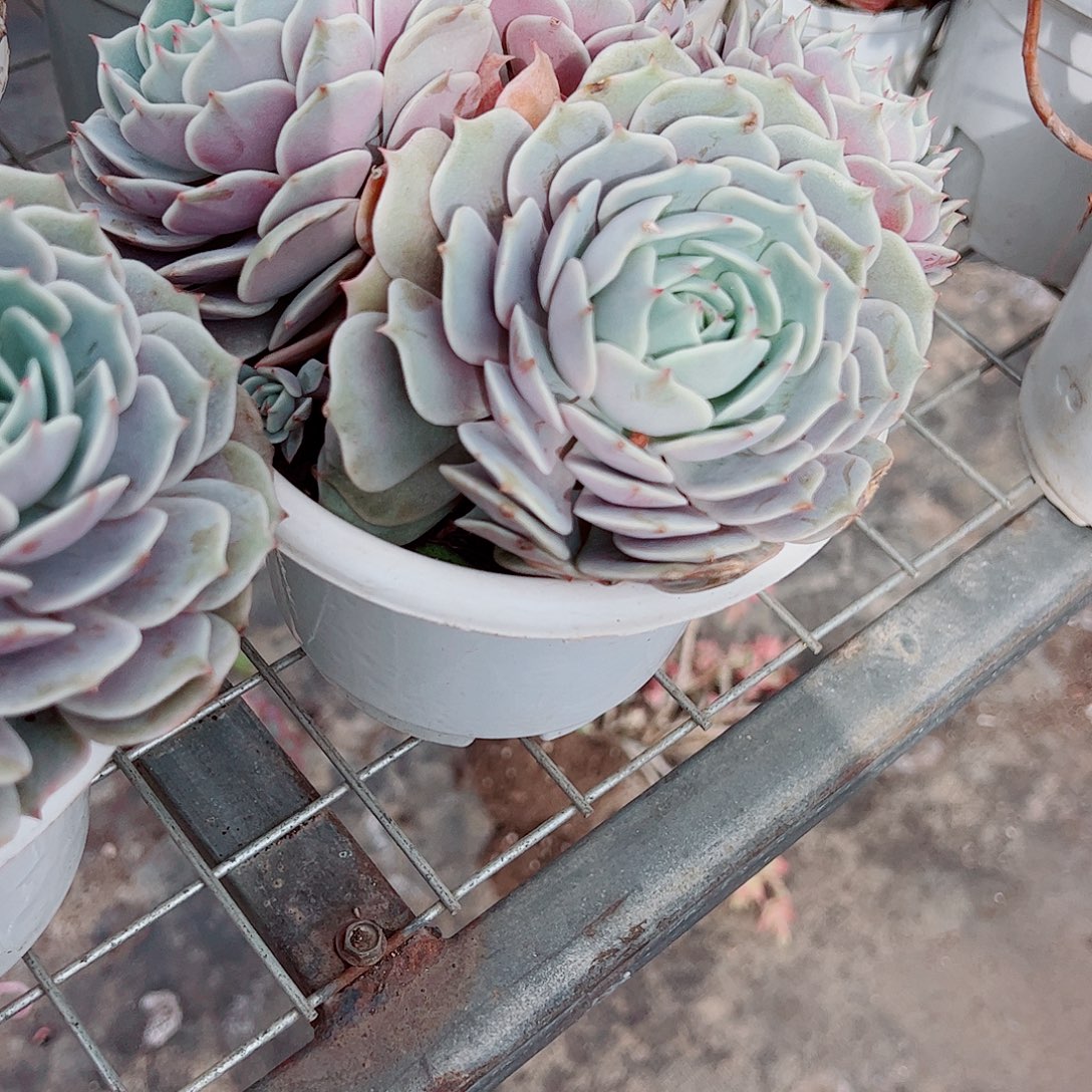 露娜莲多头造型精品