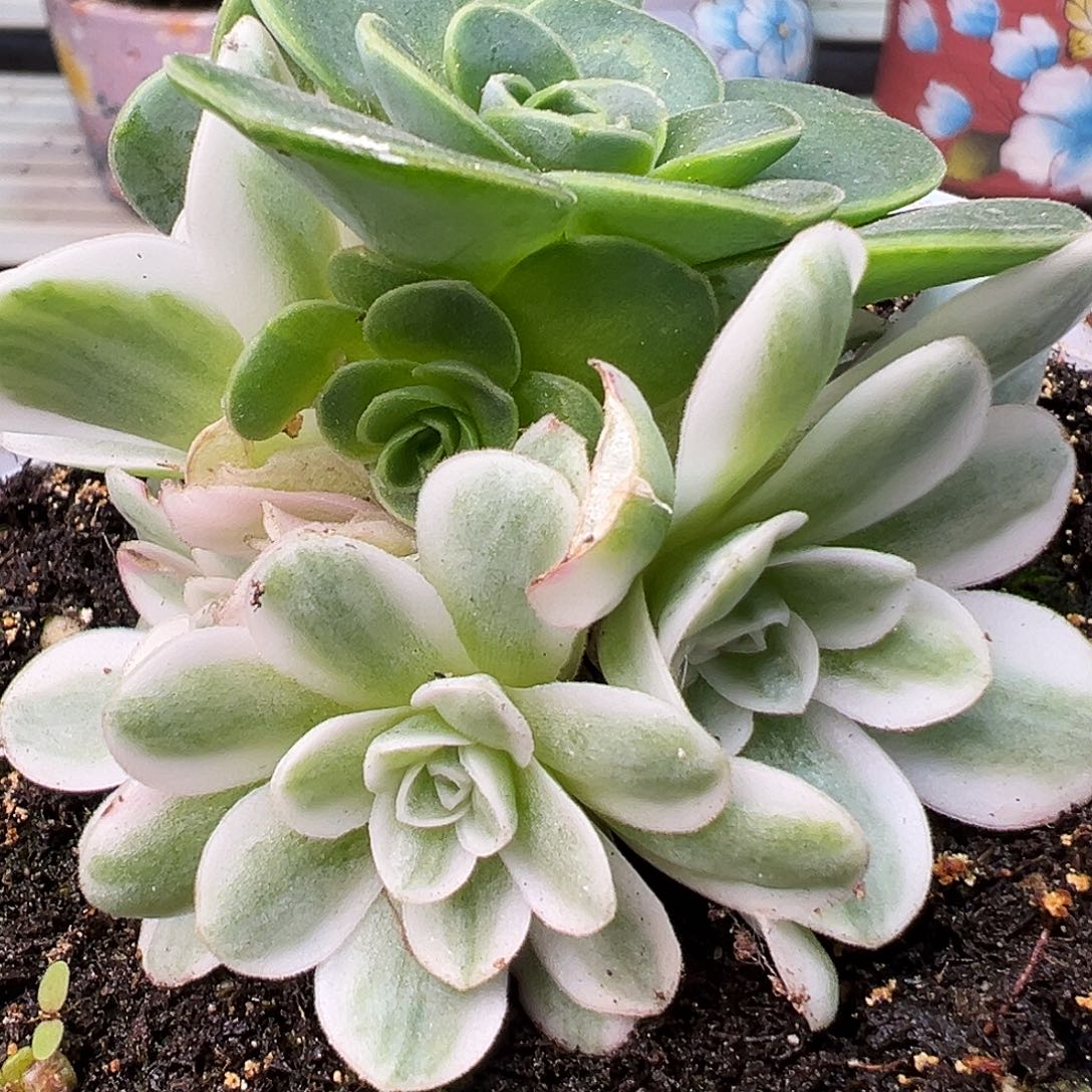 山地玫瑰锦冬雪994号