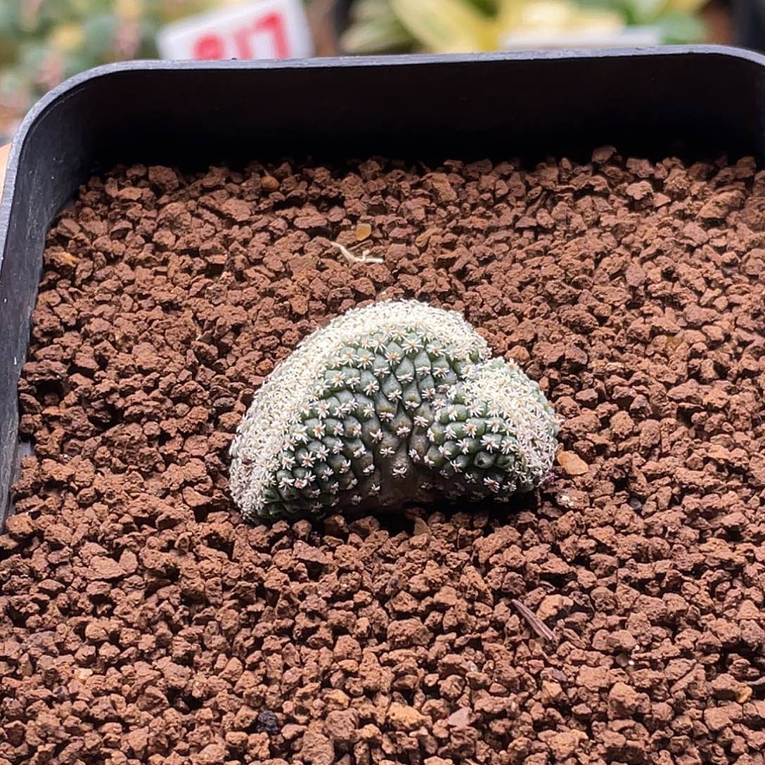 实生扇形菊水缀化