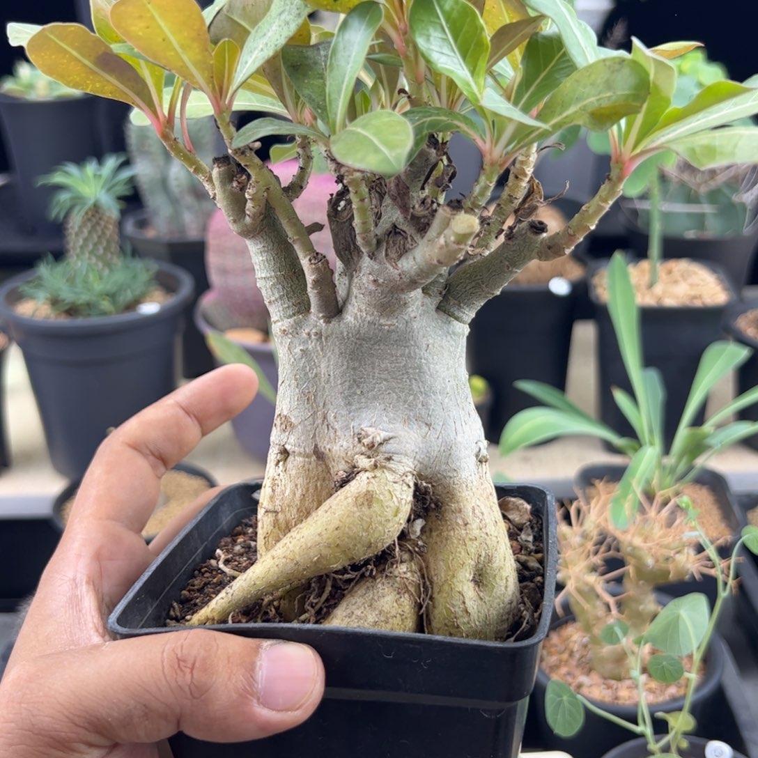 哥斯拉沙漠玫瑰一物一拍带盆发