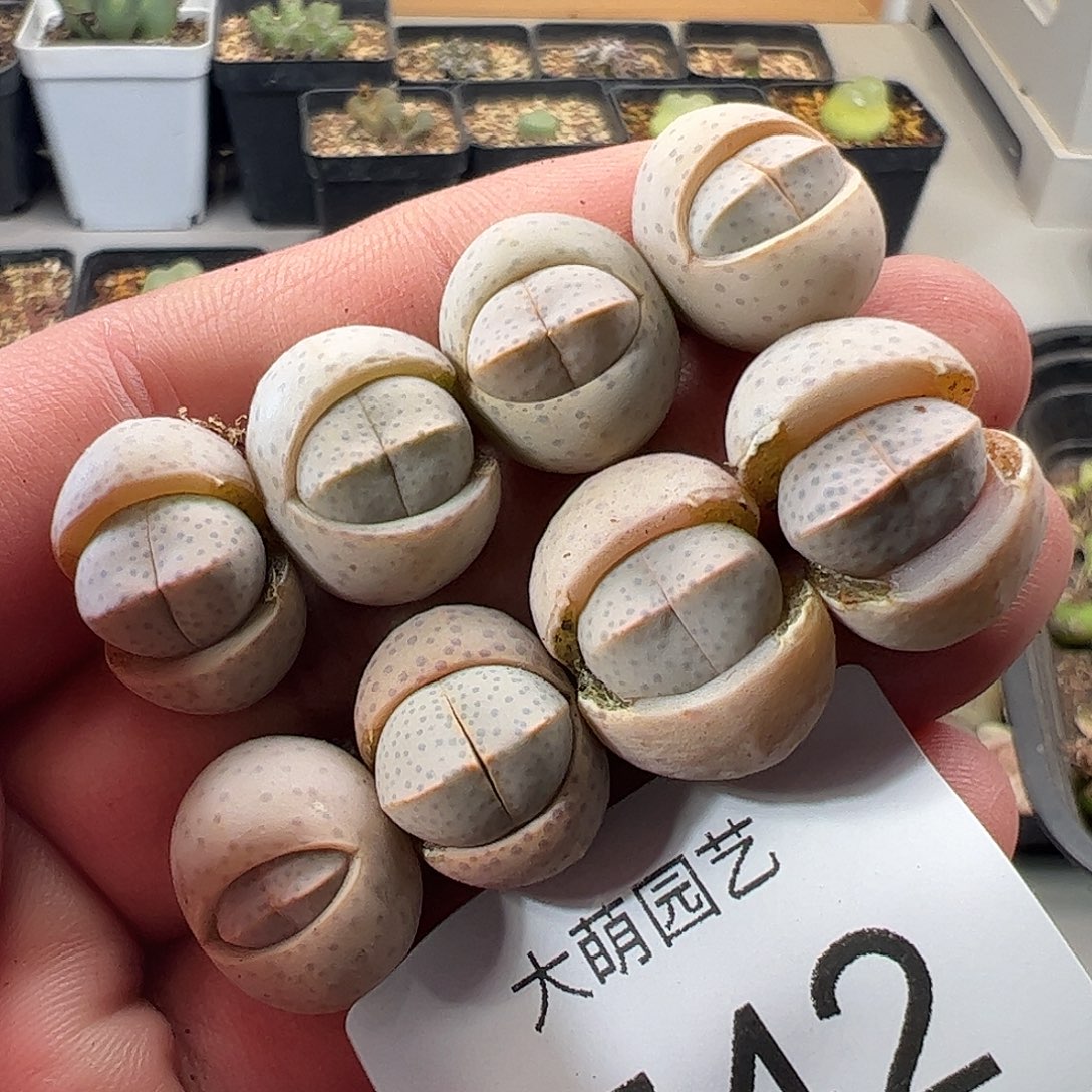 一物一拍。       742