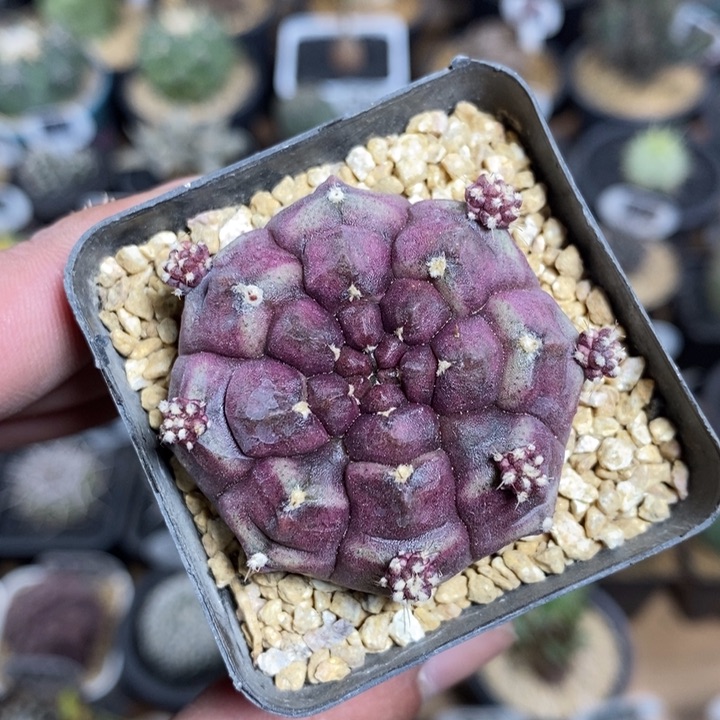 紫皮梦想180号4.4cm