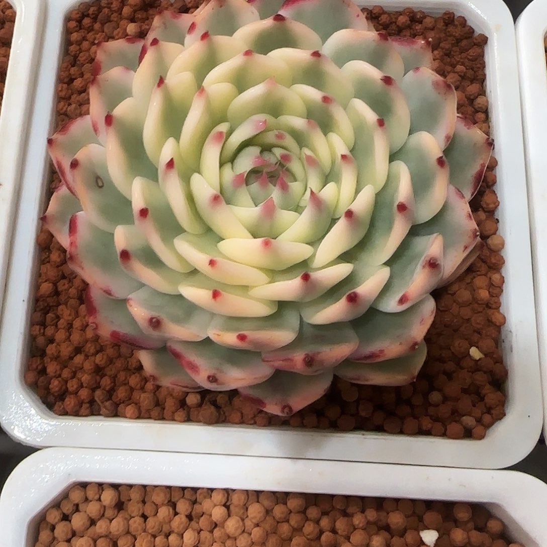 吉娃娃锦多肉植物