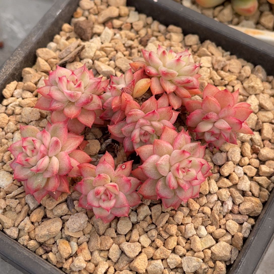 东云锦趴地小群生