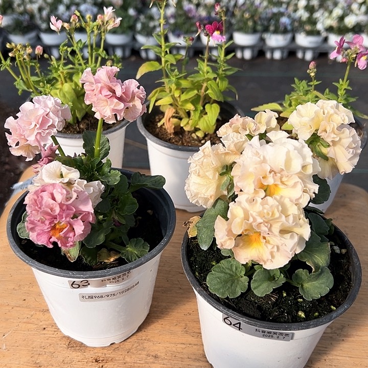 水晶抖音直播闪拍63-64