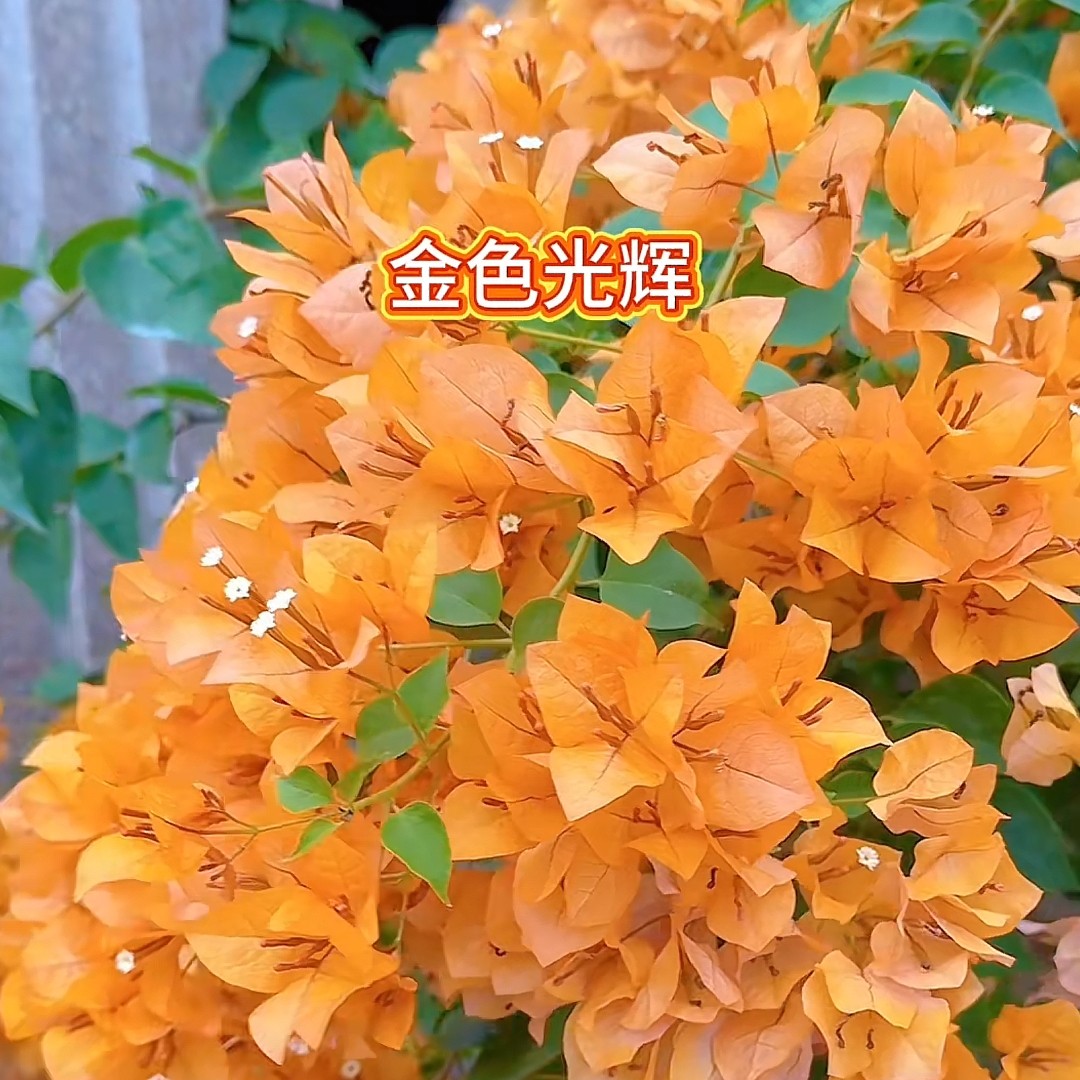 三角梅一物一拍苗情以直播间为主庭院阳台别墅花卉植物