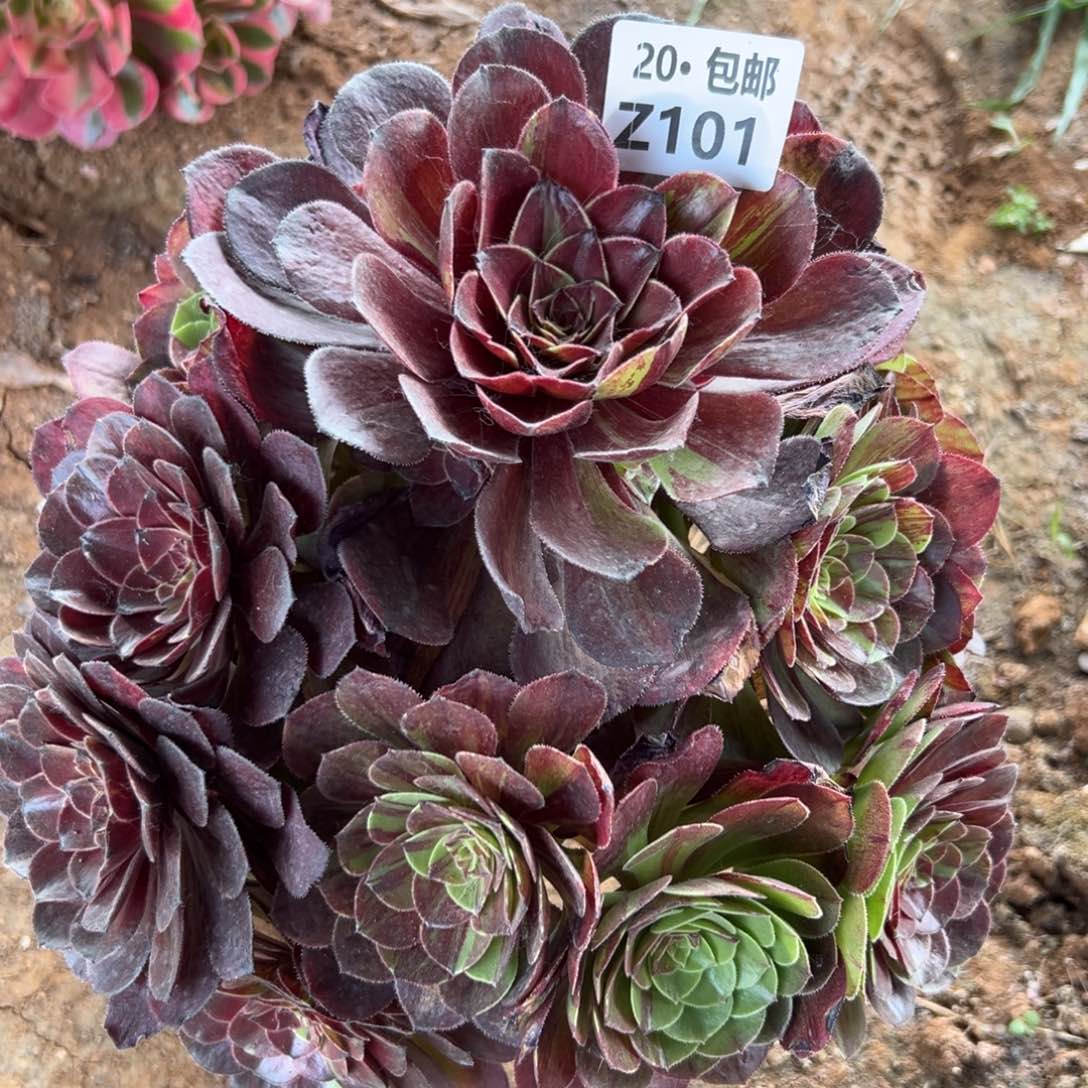 101花月夜满20包邮