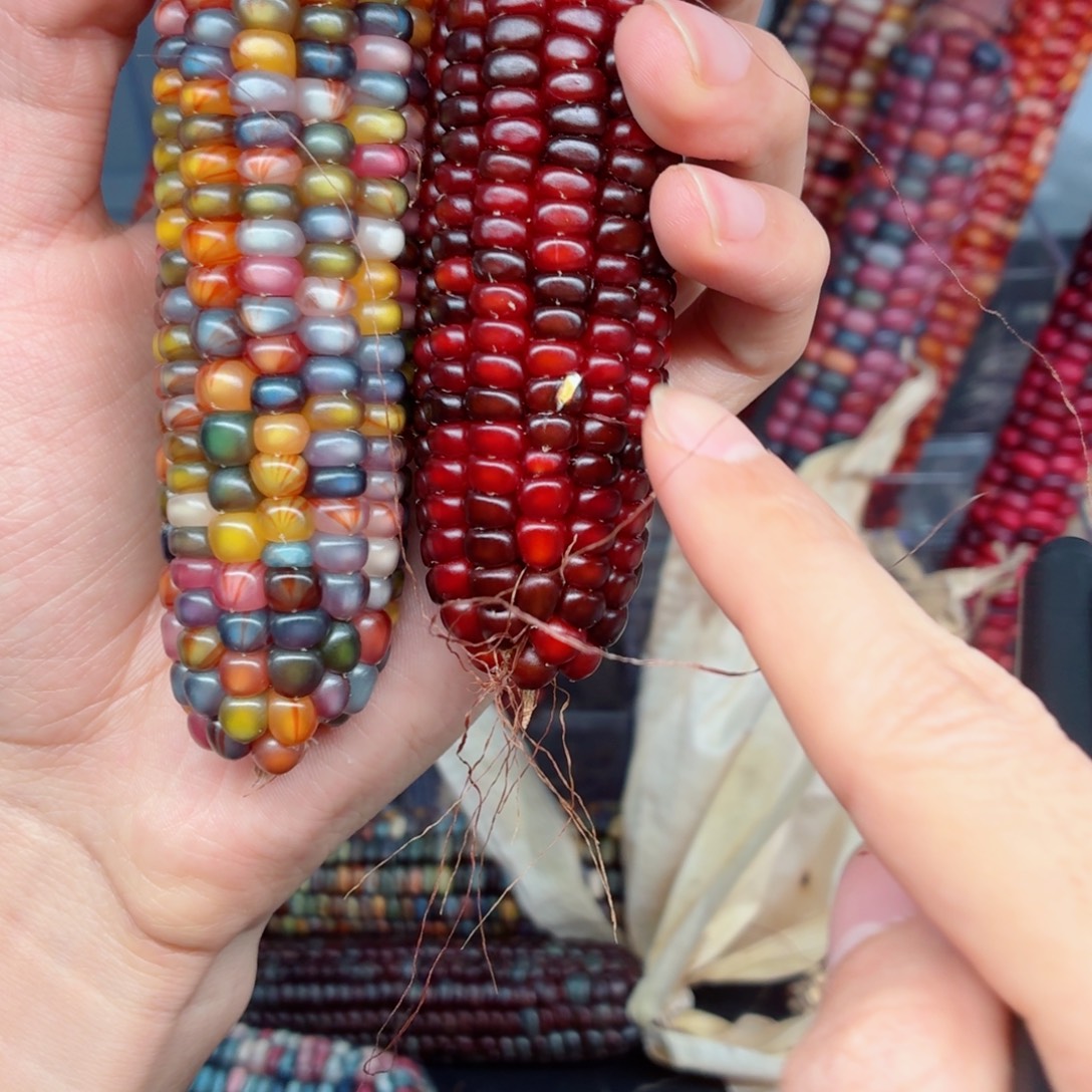 龙***龙白玉菩提吊坠文玩精品文玩精品