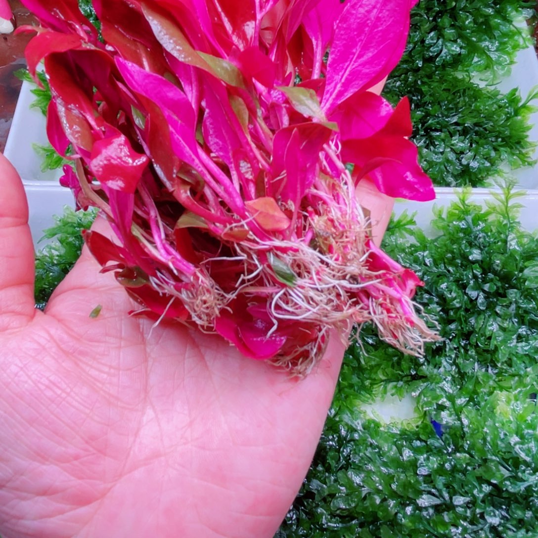 太***阳丹麦红玫瑰一组精品