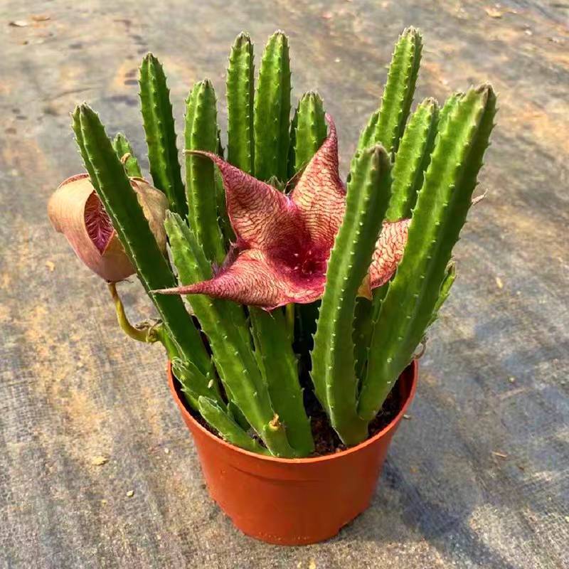 萝藦科大花犀牛角多肉植物