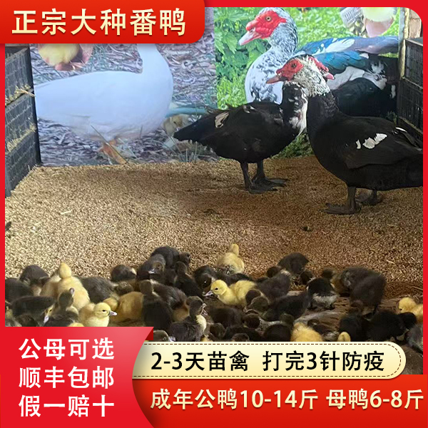 宠物鸭 大种正宗红头黑番鸭苗火鸭飞鸭旱鸭网红鸭 