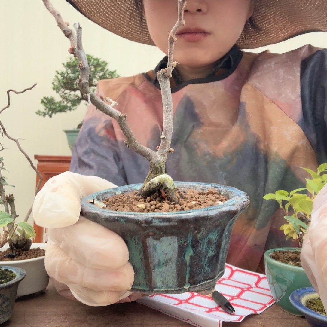 林***泽完全开放复色云龙海棠