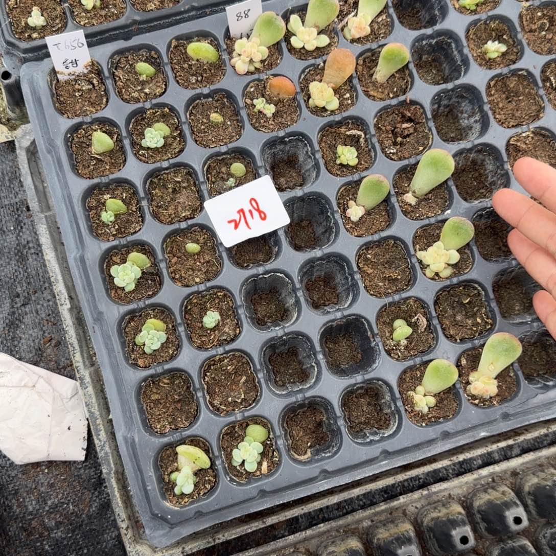 2718号童话656 满20包邮