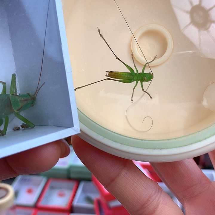 墨***柔糖果一只➕两只扎嘴啊啊啊啊