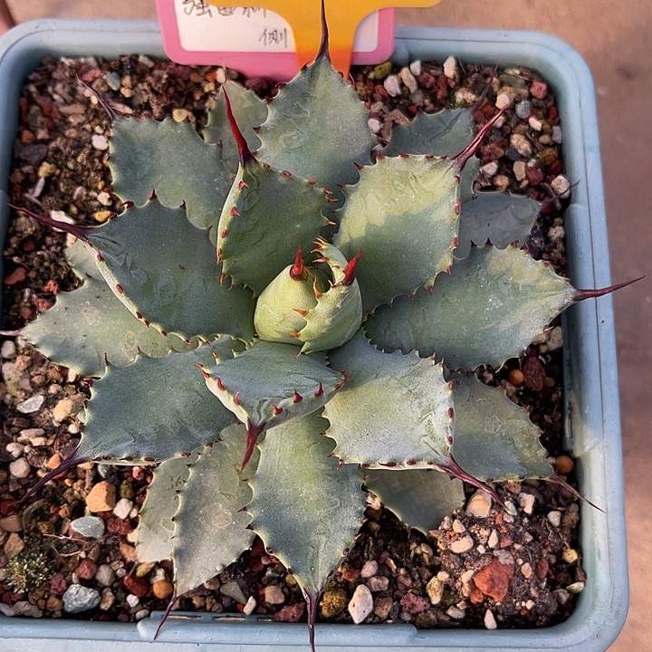 勋哥多肉强曲刺八蕾