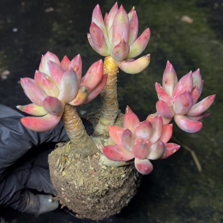 特价老桩蓝黛莲群