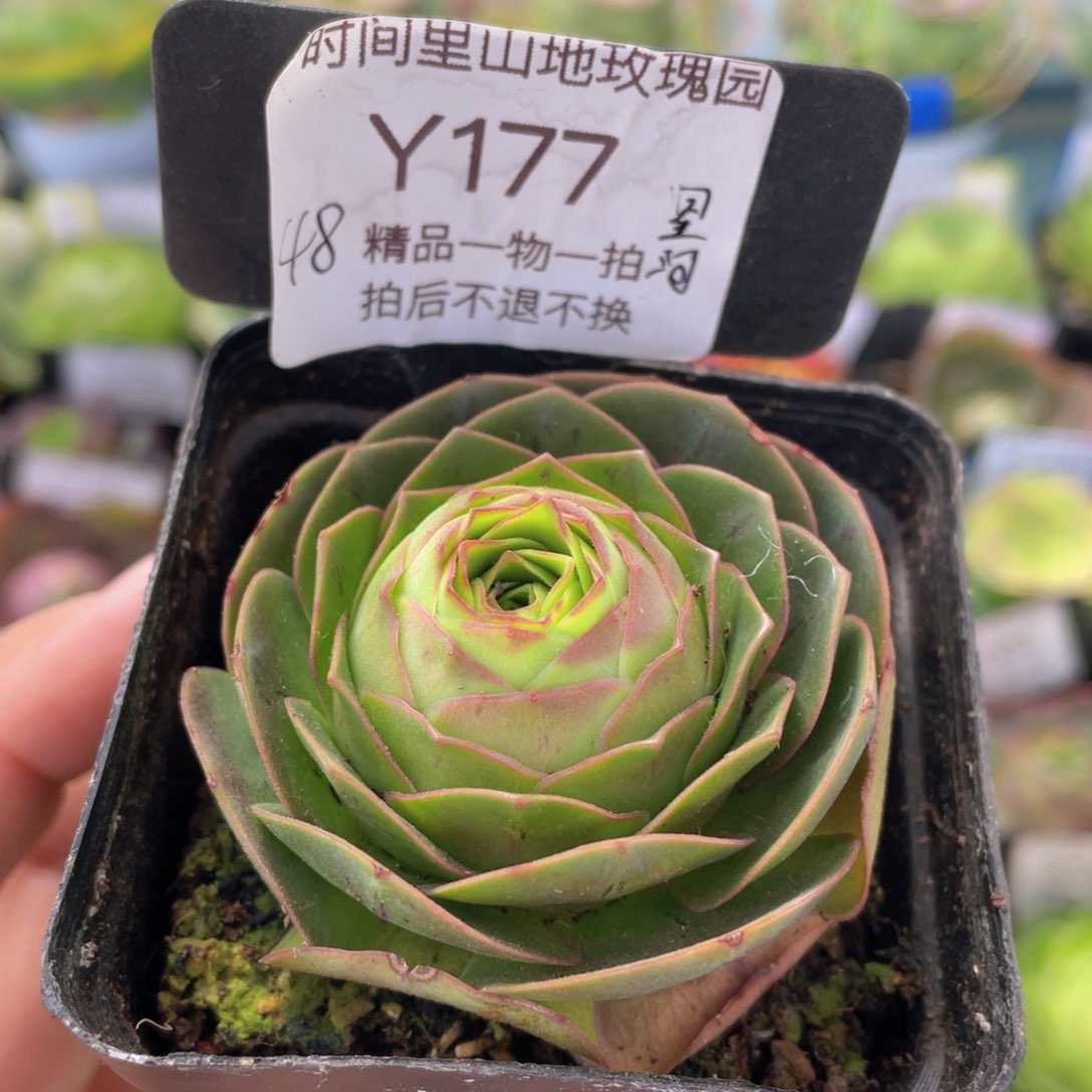 星河新年福利177一物一拍