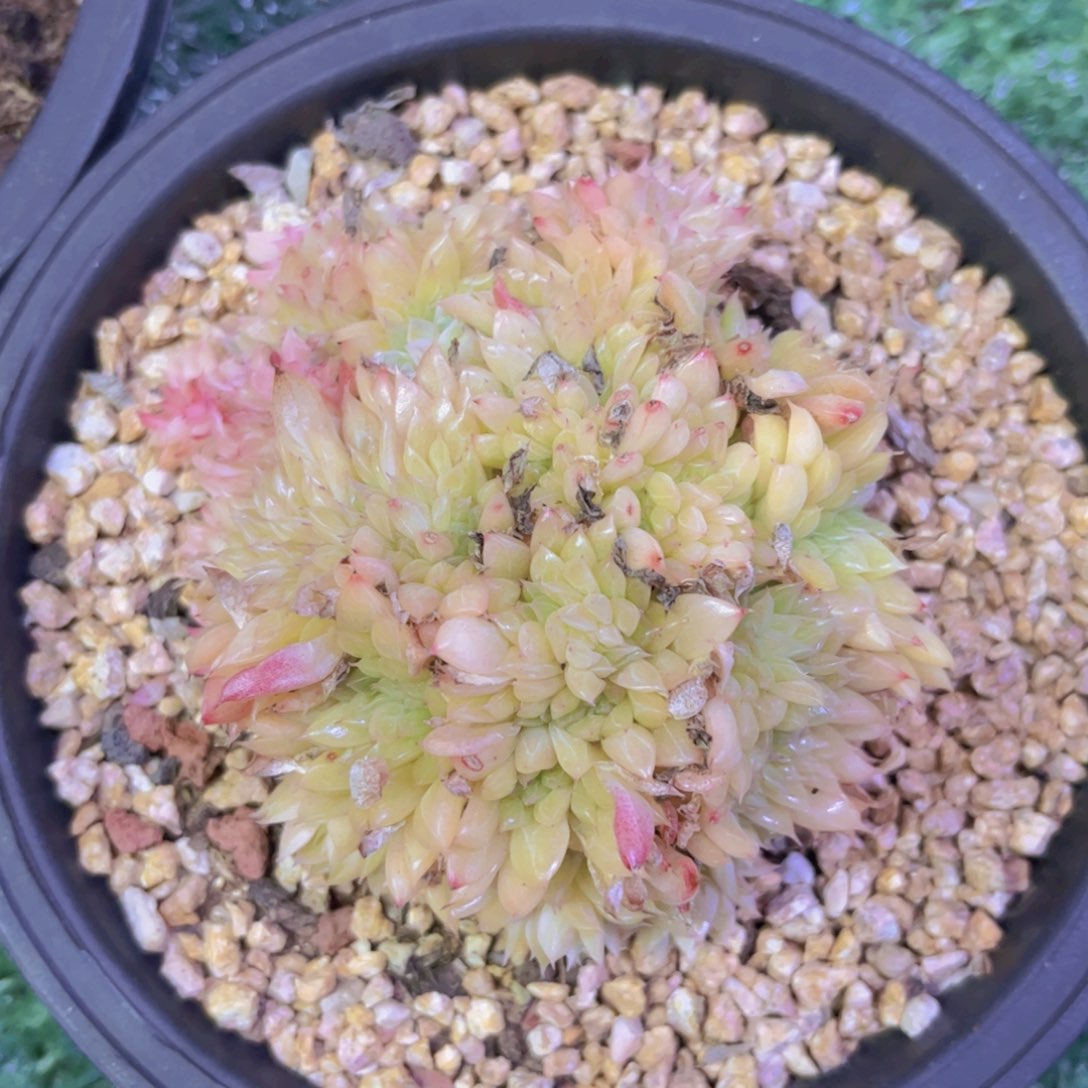 麦秆缀30244多肉植物