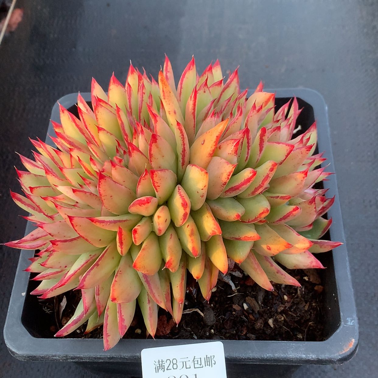 【闪购商品】云301号乌木缀化16厘米