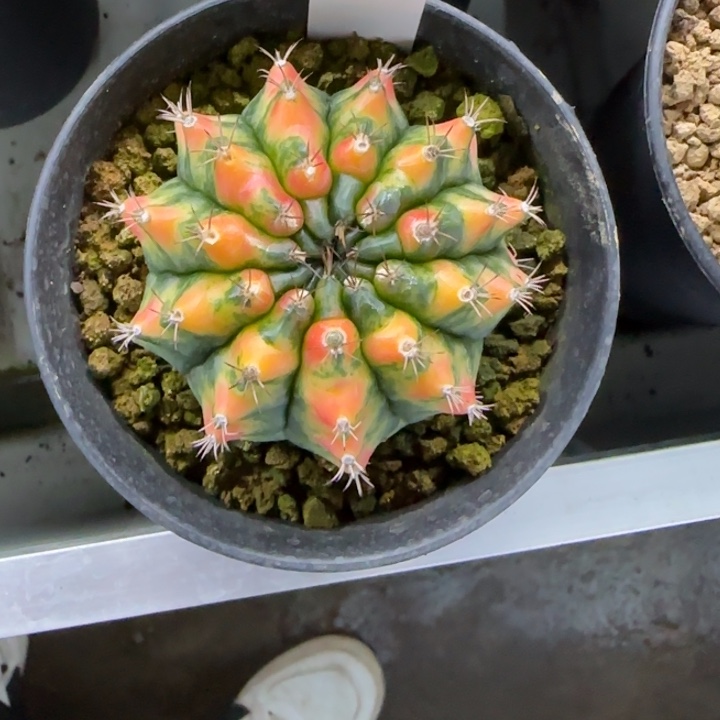 61-0209拿玻璃脱土发多肉