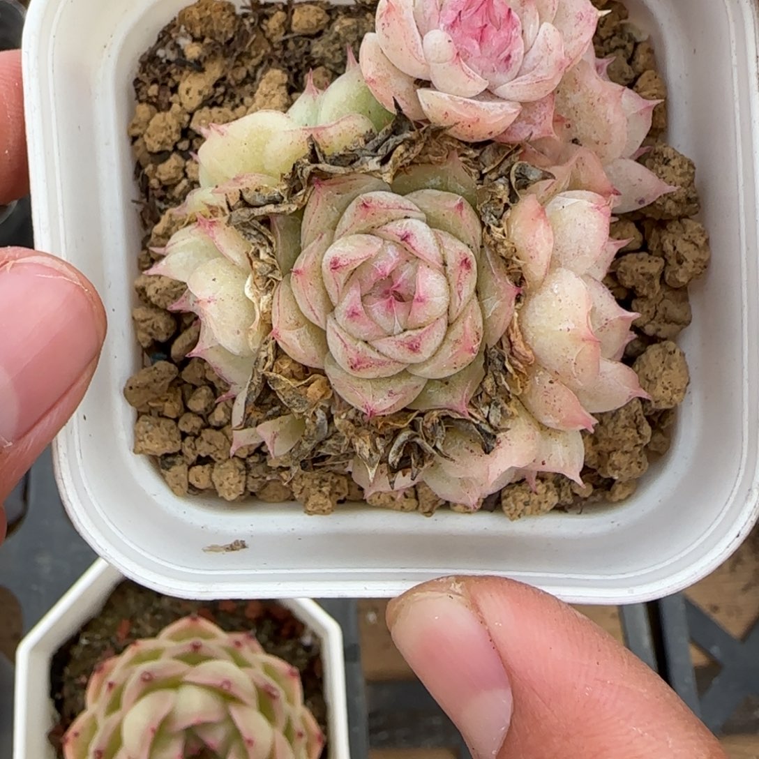 一物一拍麦秆珍妮07171