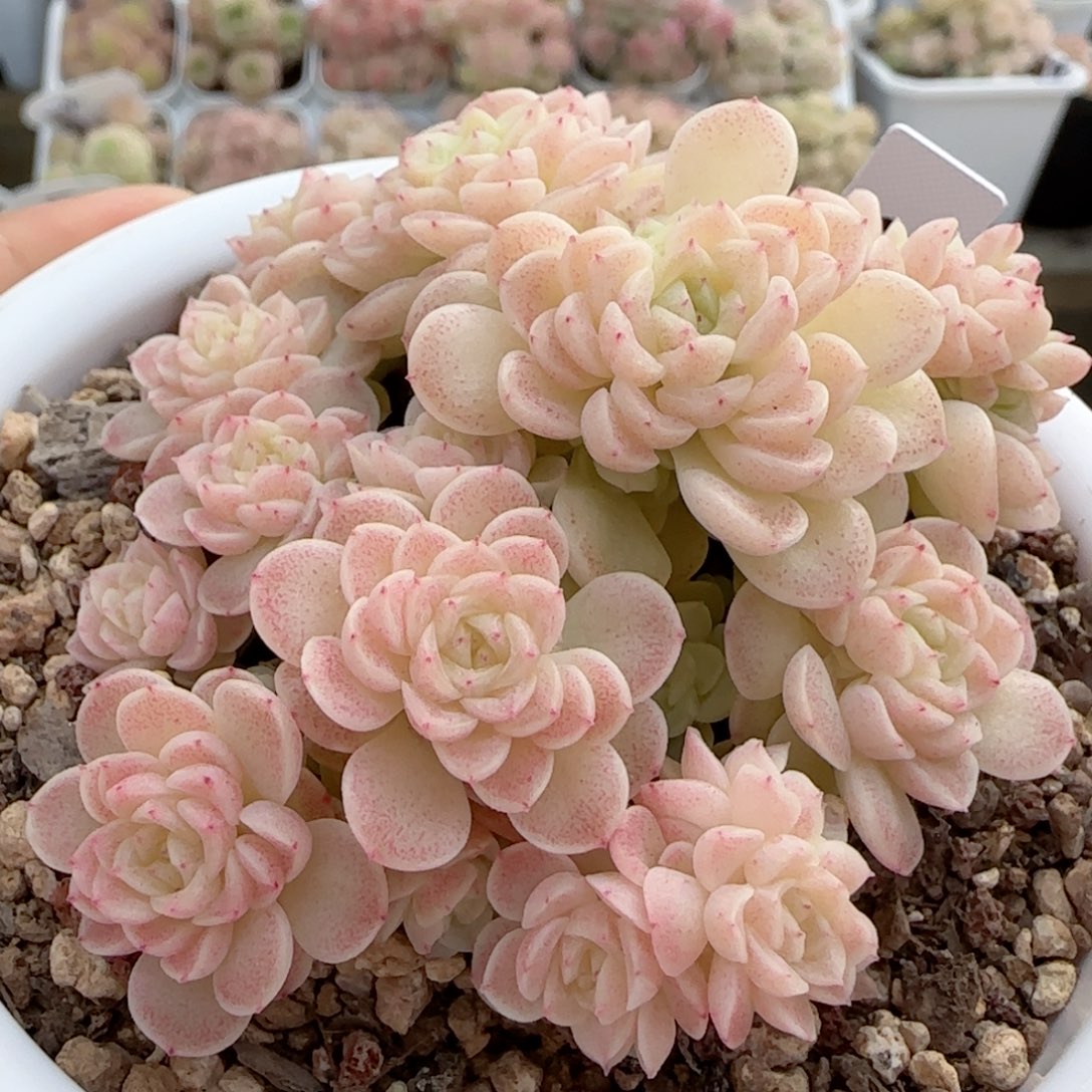 【闪购商品】0218-30（ttp-229）