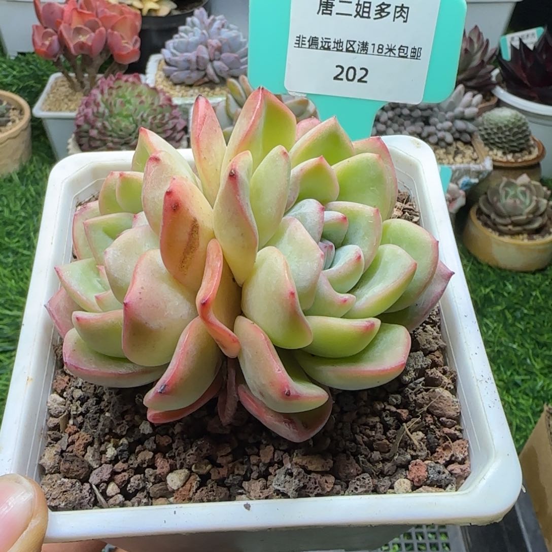 唐二姐多肉编号202