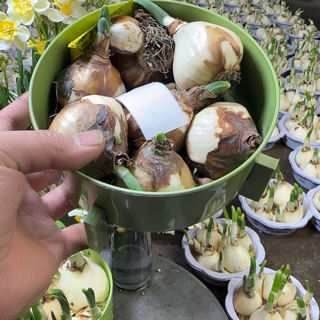 完全开放30个球。zzzzzzzzz