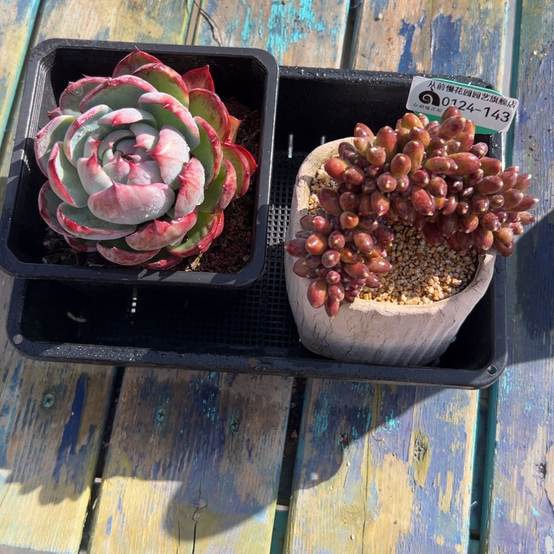 多肉编号0124-143