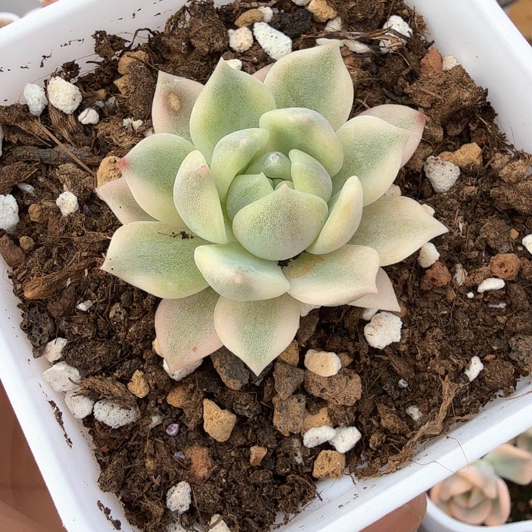 霜花锦多肉锦多肉