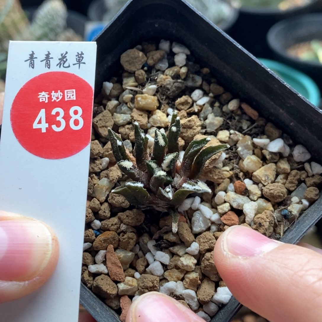 实生黑牡丹一颗仙人球