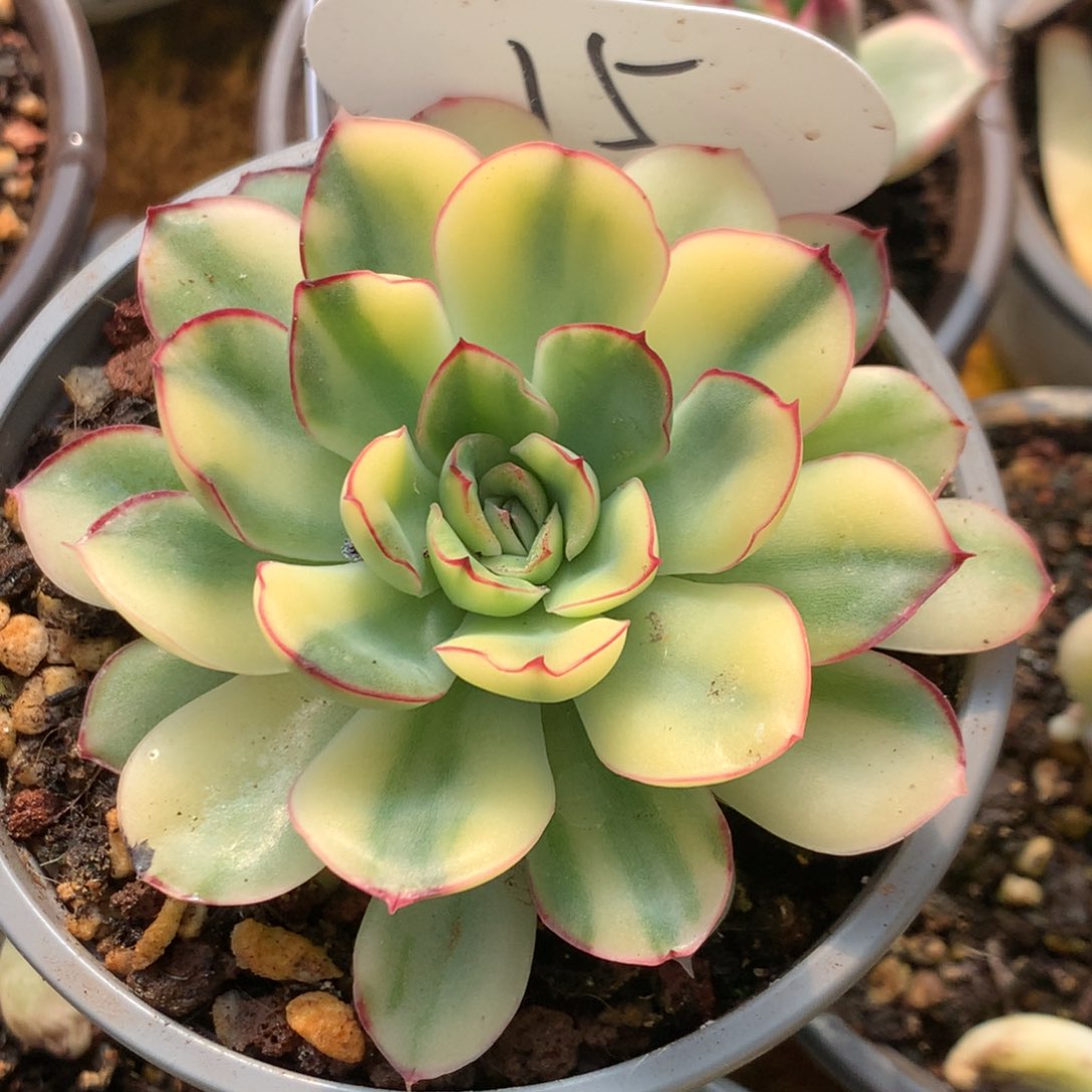 花脸慈禧k jjjjjjj