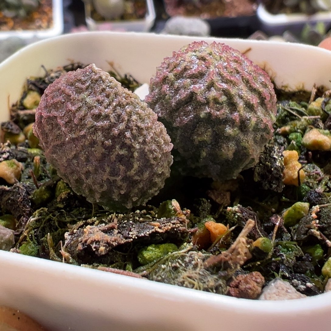 两个蛋蛋叶新品多肉植物水泡