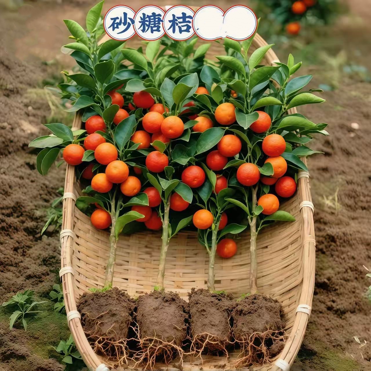 【精品】沙糖桔盆栽地栽南北方营养液