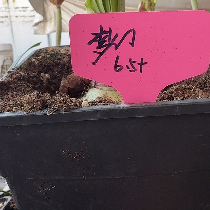 无花朵梦幻大球6.5带盆土