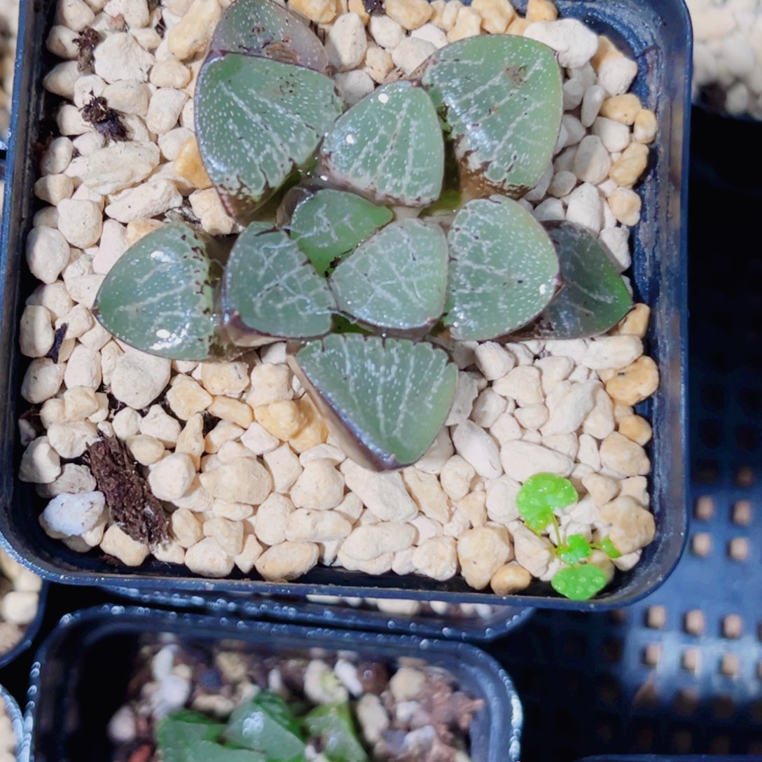 特价实生多肉植物666