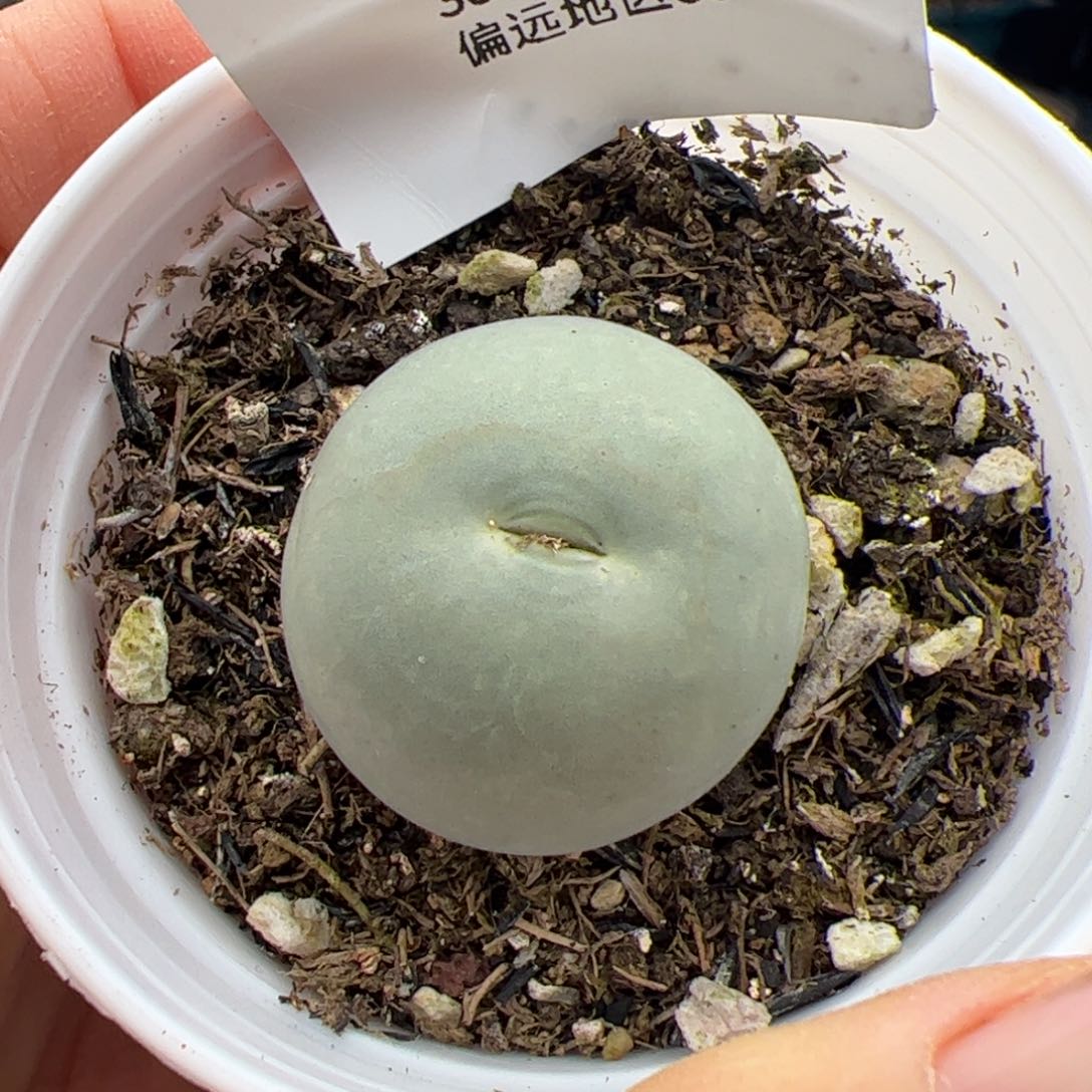 153号鸽子蛋2.25多肉