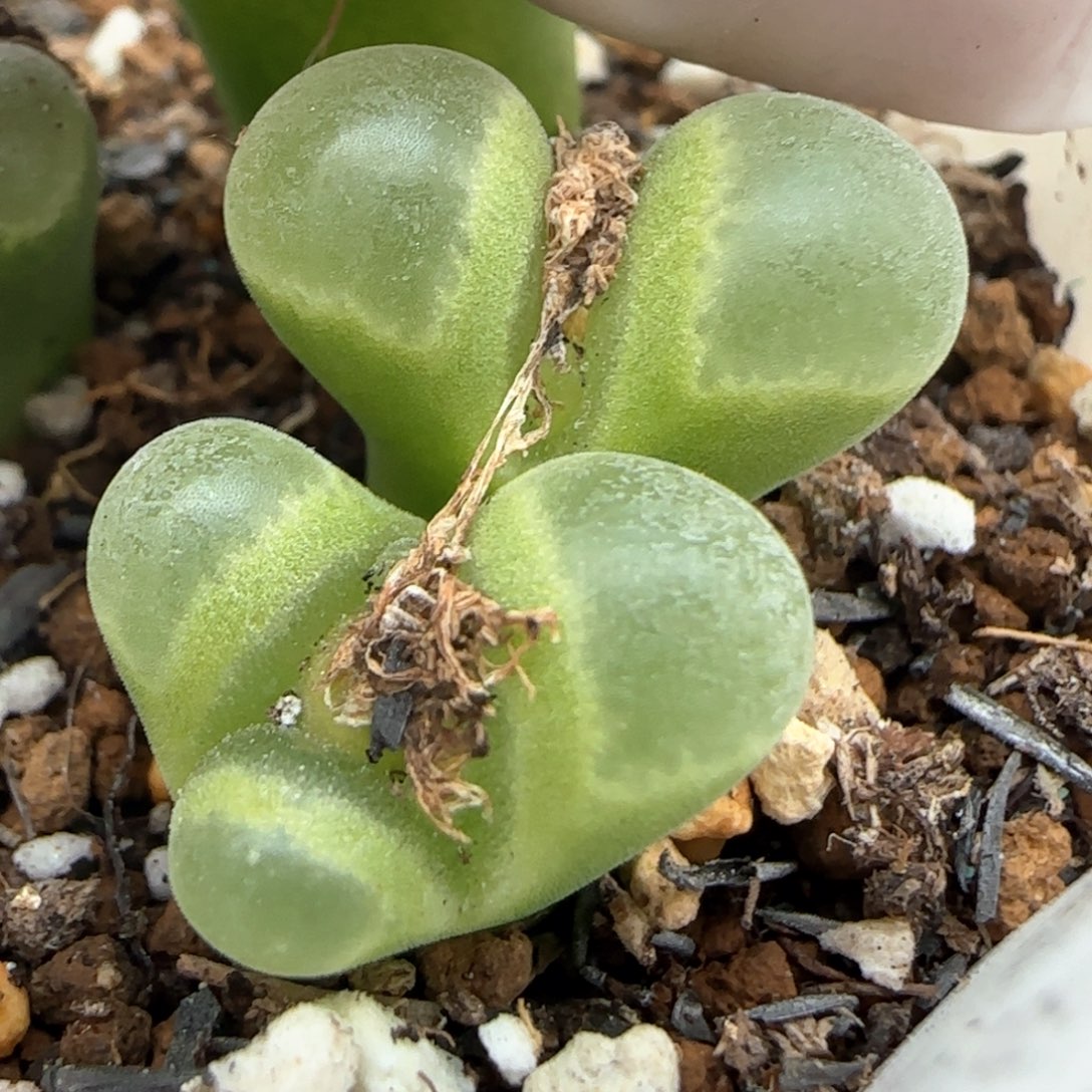 2.21，1802.84风铃奔，9005