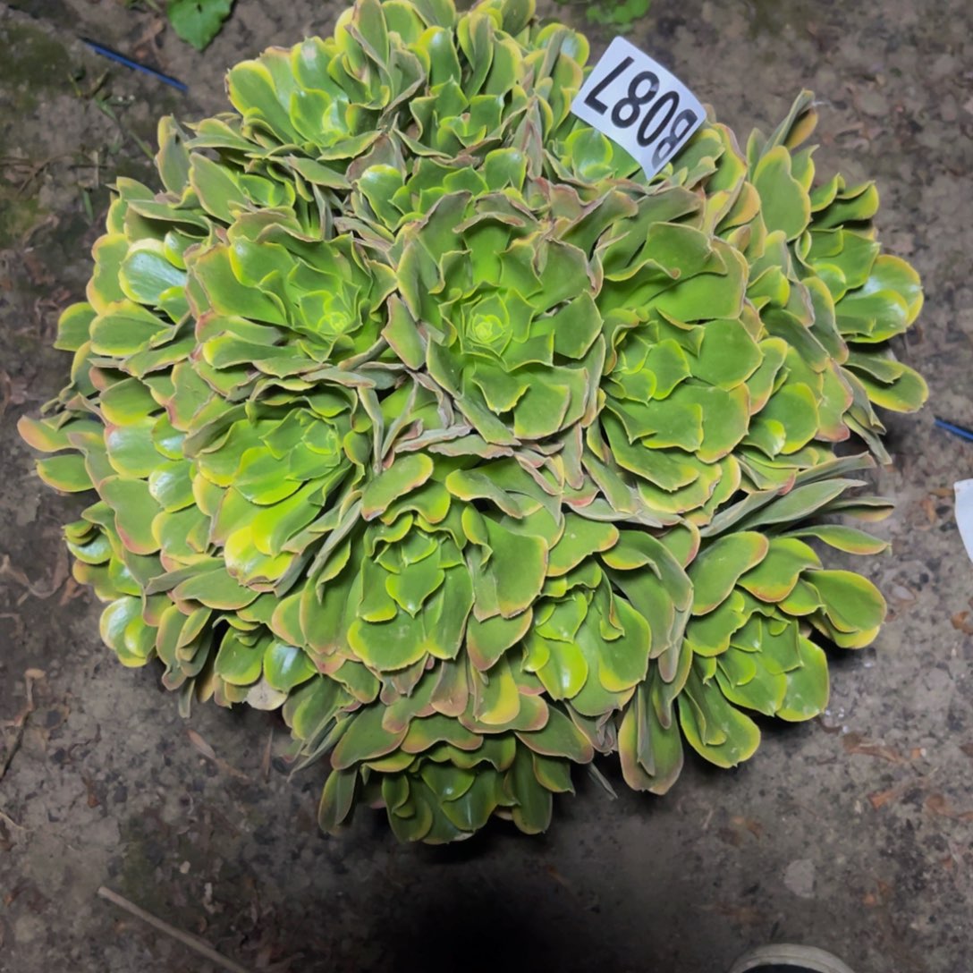 炫彩法师16////25包邮