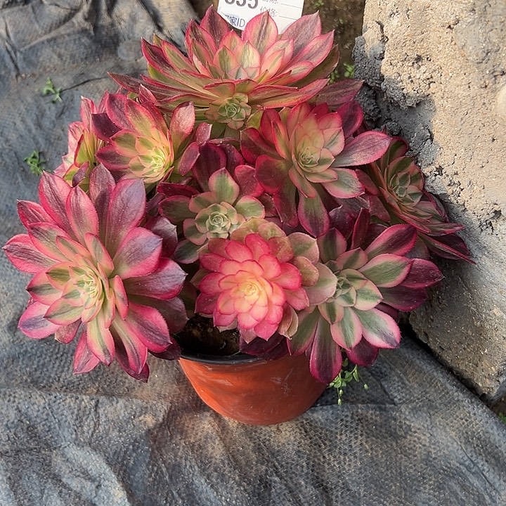 多肉发生多肉发生835