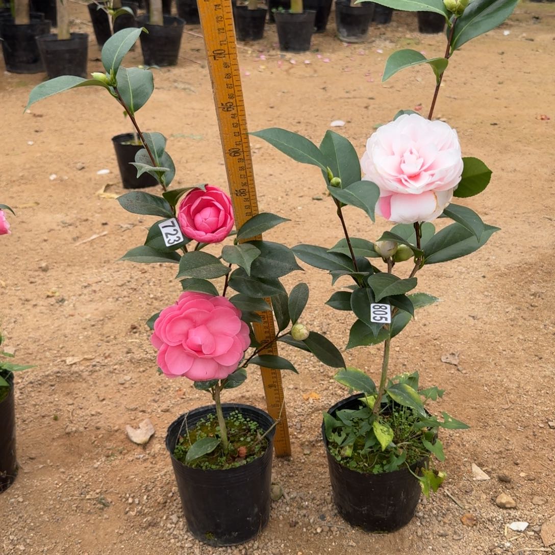 少量花朵（建议范围：2朵-5朵 或40%以下） 723粉乔805白乔组合