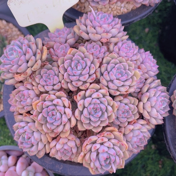 健健康康平平安安