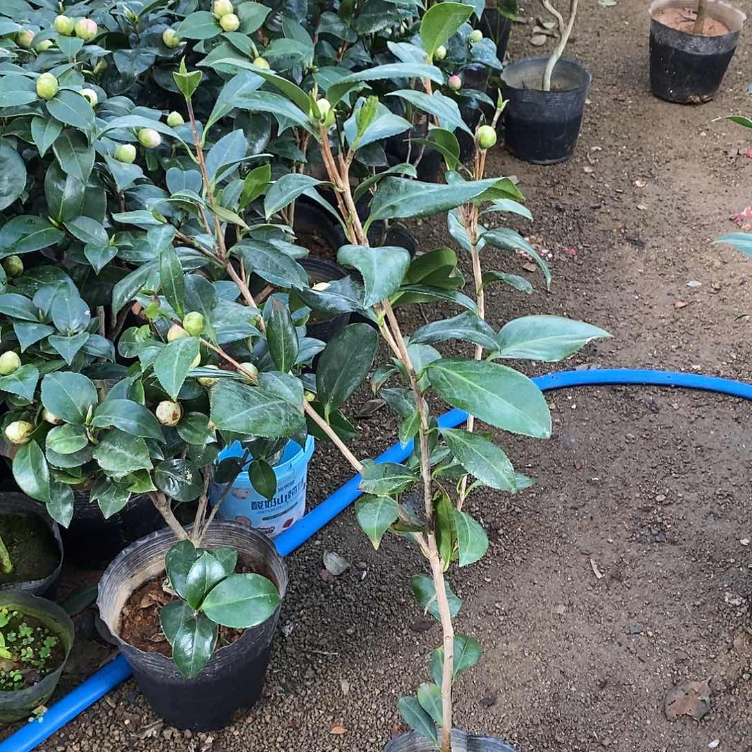 完全开放正黄旗茶花