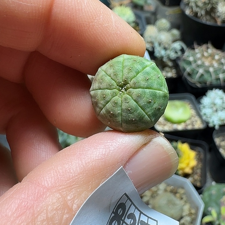 837欧版布纹球脱土发货