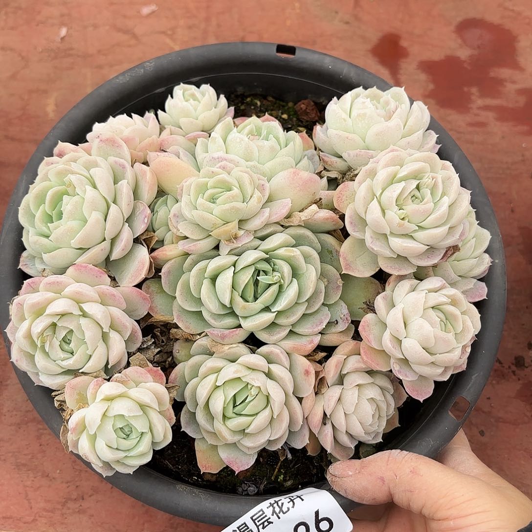 同温层多肉西娜126