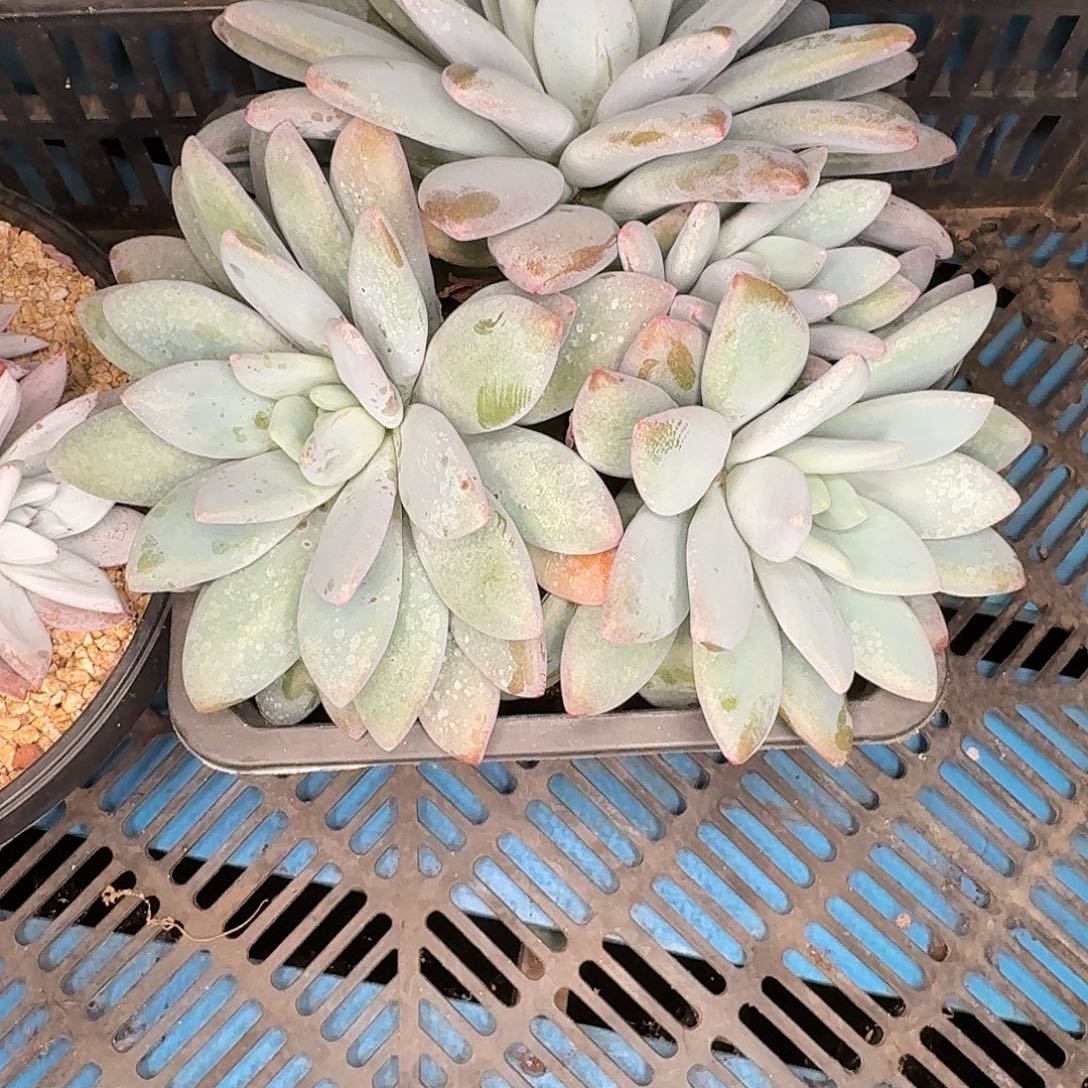 h***i橙龙多肉植物寄养